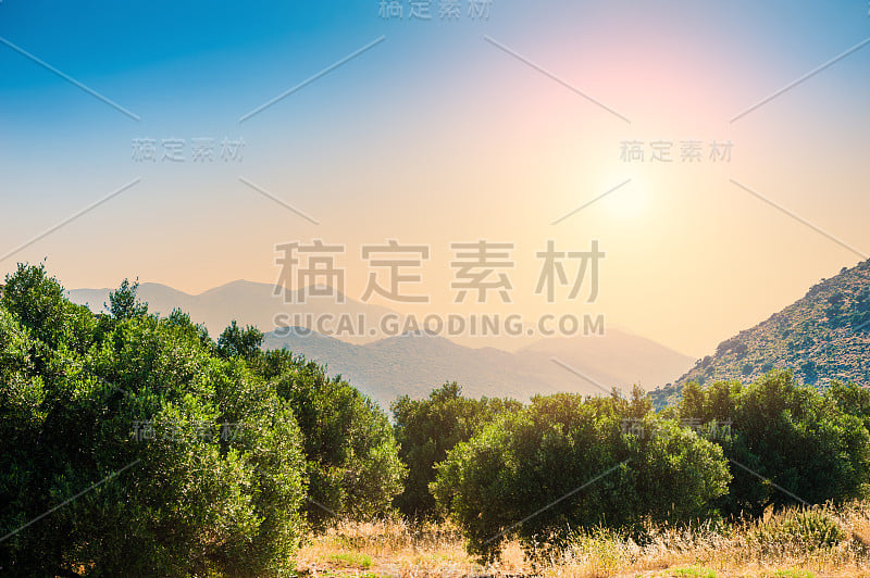 美丽的夏季风景，橄榄树和山脉