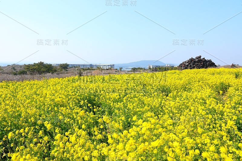 油菜花花朵,春天,