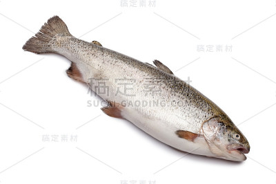 鲜鲑鱼孤立在白色