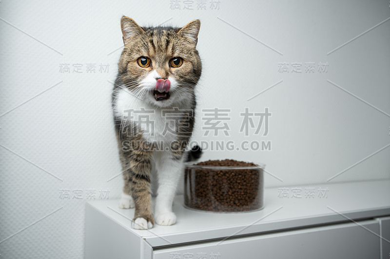 猫干粮