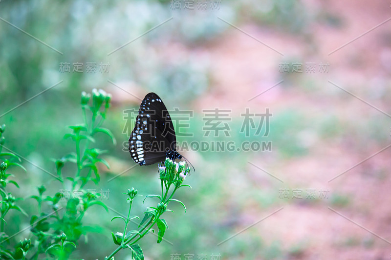 普通的乌鸦蝴蝶坐在花上喝花蜜