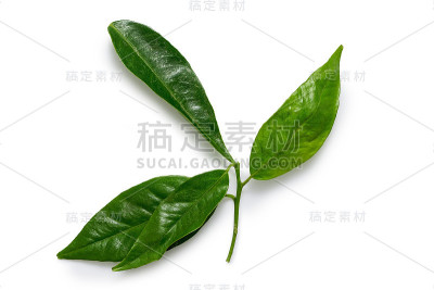 一种从上面分开的白色上有四片叶子的柑橘茎。