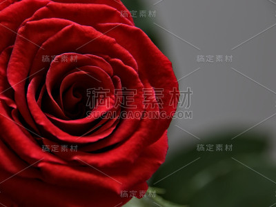 红玫瑰花头特写
