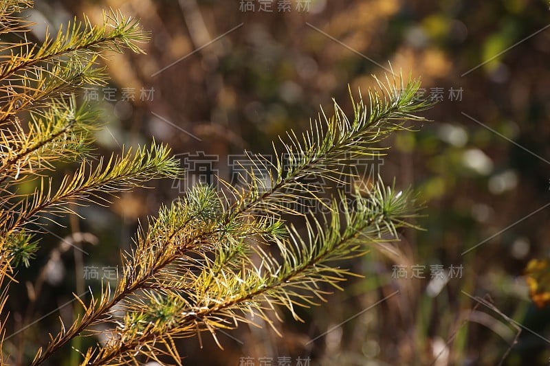 云杉的细节