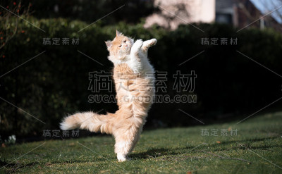 猫跳