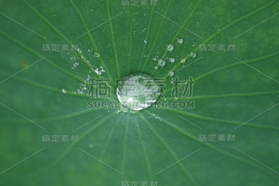水滴在荷叶上