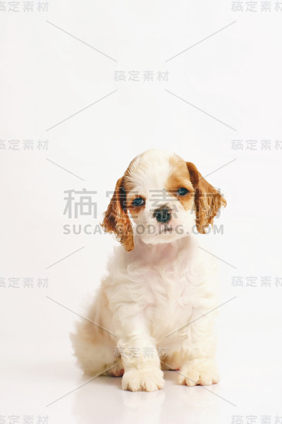 白色和红色的美国可卡犬小狗坐在室内的白色背景上