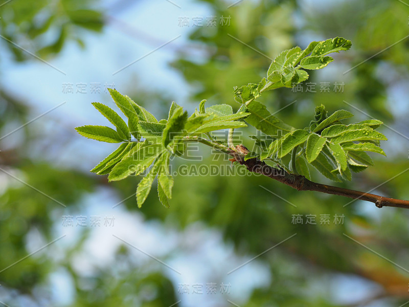 春天有一株白蜡树的肾。花楸(Sorbus aucuparia)是蔷薇科落叶乔木或灌木的一种，俗称花楸