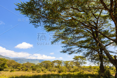 非洲风景