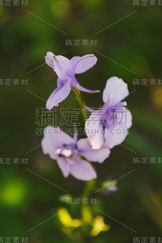 花，特写春天的花园- Stock形象