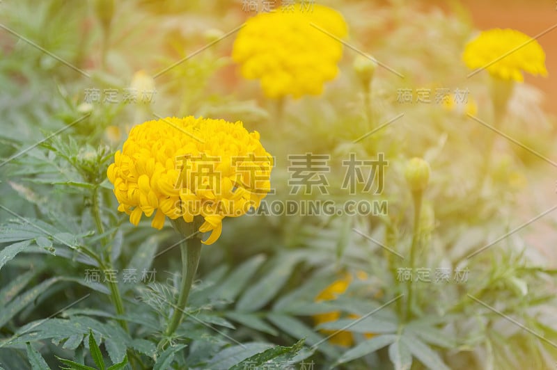 泰国花园中的万寿菊(万寿菊属)