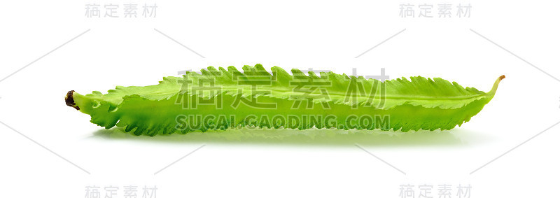 新鲜四季豆分离