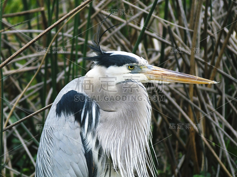 大蓝鹭(Ardea herodias)