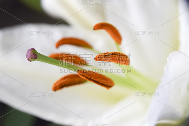 白色百合特写花抽象背景的花瓣和雄蕊散