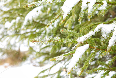 冬季仙境背景。雪杉树的冬天卡