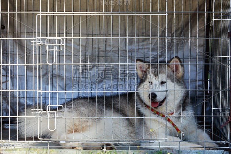 狗阿拉斯加雪橇犬