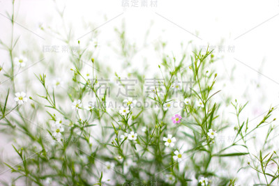 满天星花