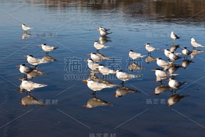 斯克里普斯研究所附近的拉霍亚海岸海滩，一群海鸥在退潮时站在那里