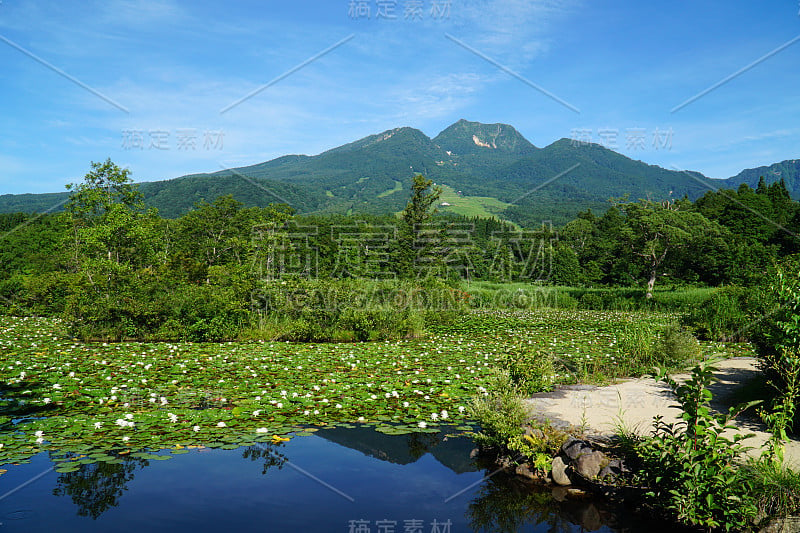 夏日的imori池塘