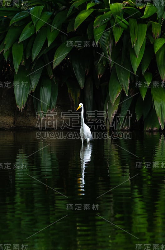 白鹭站在沼泽上