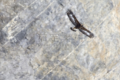 一只金雕飞过，背景是瑞士的阿尔卑斯山。