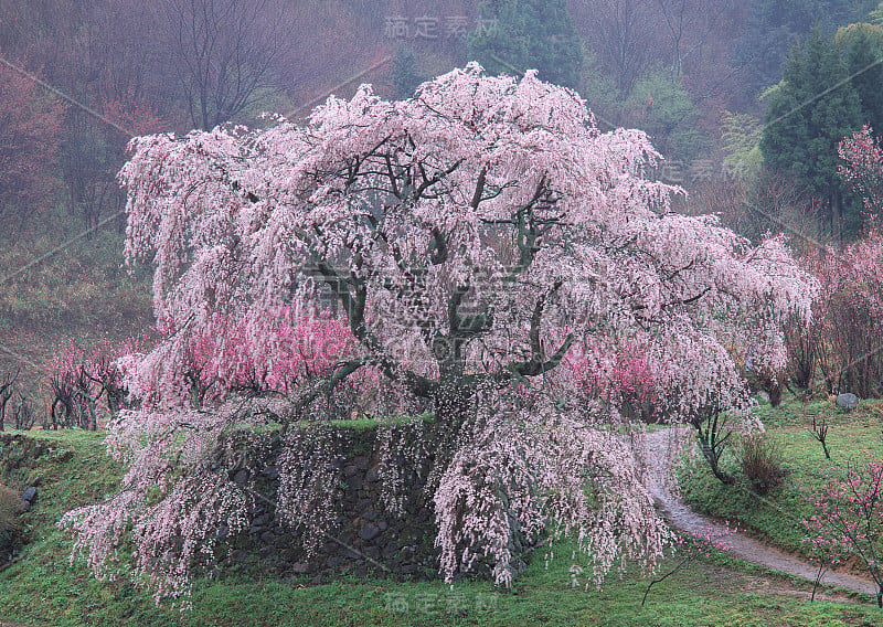 樱花