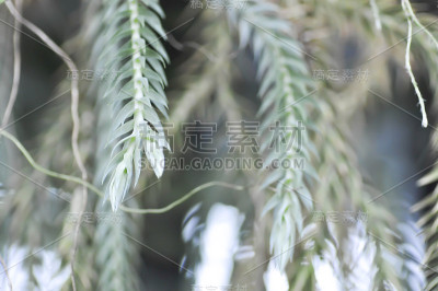 石杉，石杉或蕨类