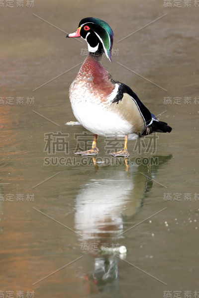 男木鸭子