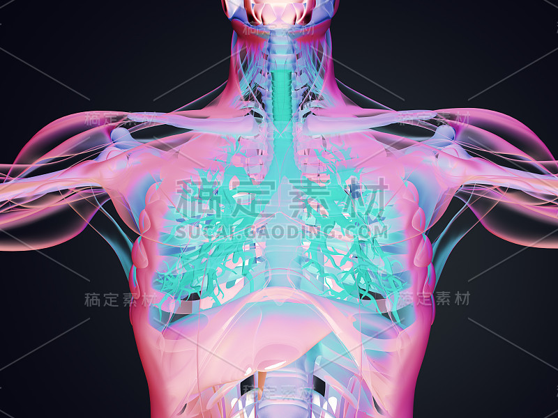 支气管，人体解剖肺，未来扫描技术。3 d演示。