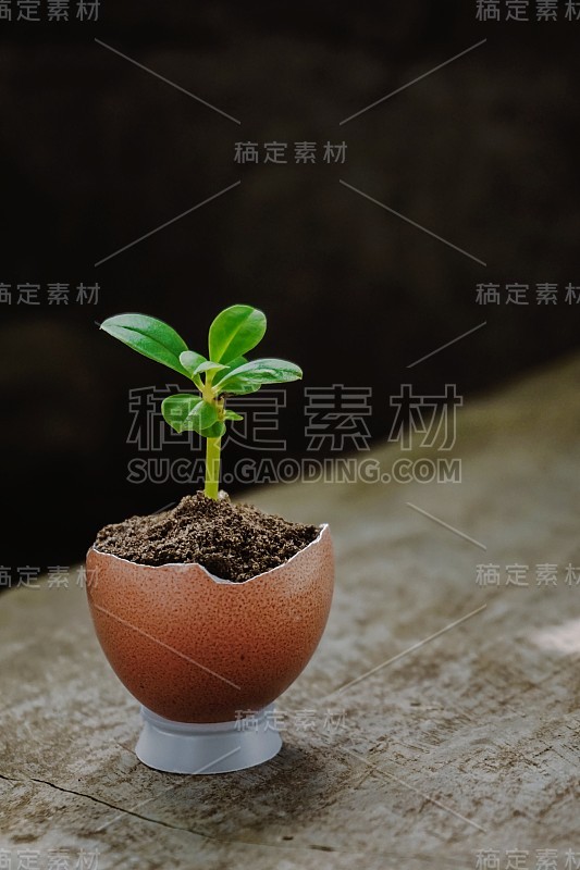 植物生长在鸡蛋壳里