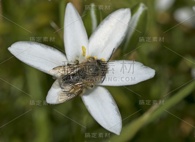 夏天,花