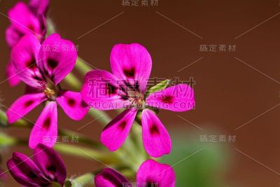 野生天竺葵的花