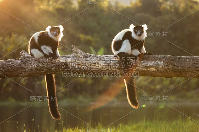 自然栖息地马达加斯加的狐猴。