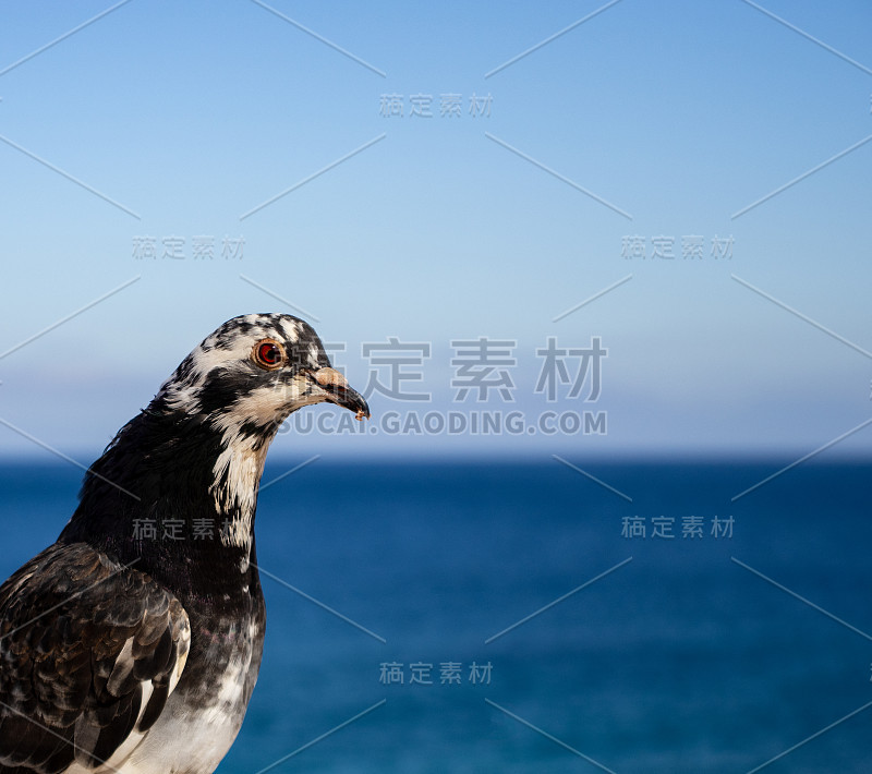 海鸟在海上觅食