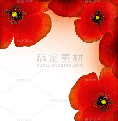 红罂粟边境