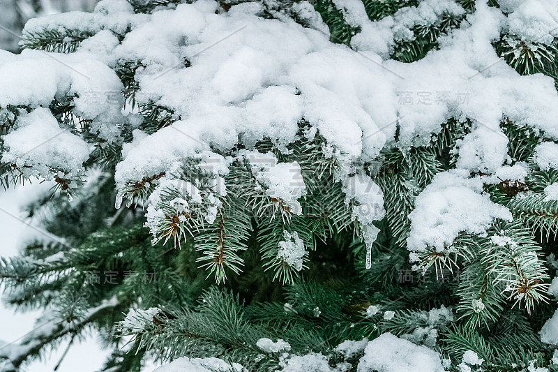 一棵被雪覆盖的冷杉树枝