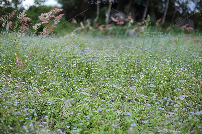 山羊草的花