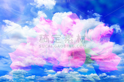 灌木九重葛花粉红色