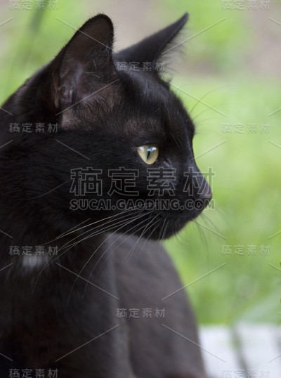 黑猫看向别处。