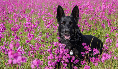被紫罗兰包围的德国牧羊犬