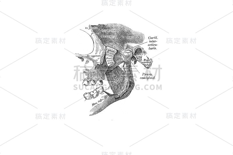 颌肌在旧书《人体解剖学》中，由国会议员维什涅夫斯基著，1890年，莫斯科