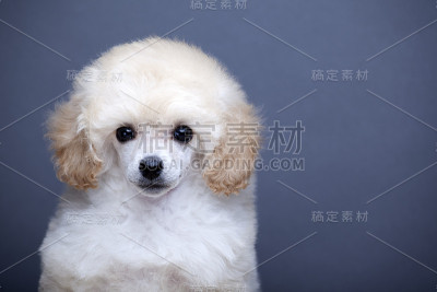狗的黑色背景图像