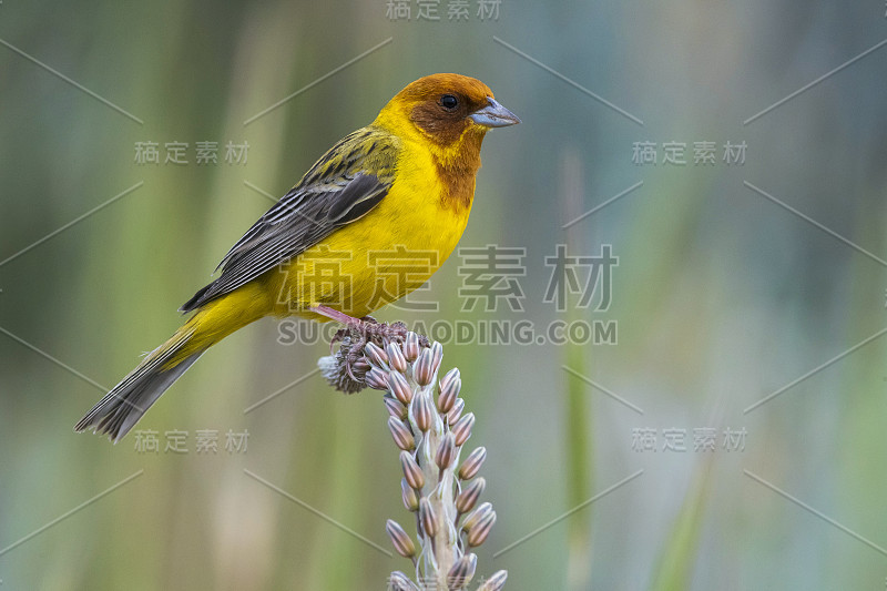 成年雄性红发斑羚(Emberiza bruniceps)