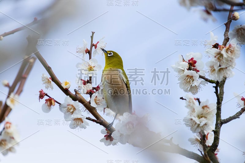 梅花白眼。日本春天的景象