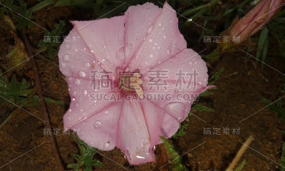 亮粉红色花