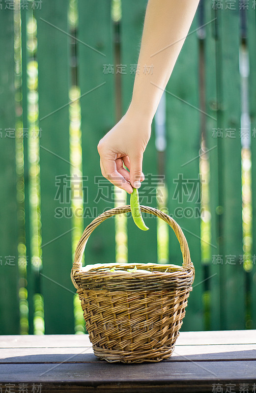 手把豌豆荚放在一个柳条篮子里，放在绿色篱笆的背景上