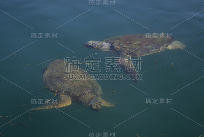 海龟游泳