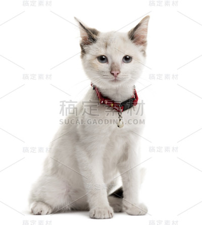 小猫坐在白色背景前