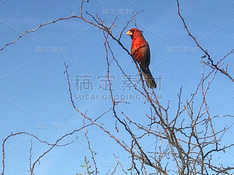 美国亚利桑那州塞多纳的红鸟