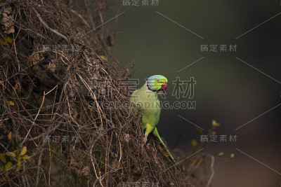 玫瑰围绕长尾小鹦鹉